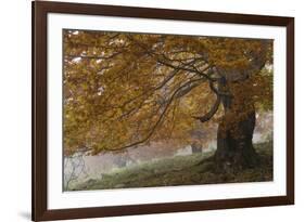 Beech Trees in Autumn, Piatra Craiului National Park, Southern Carpathian Mountains, Romania-Dörr-Framed Photographic Print