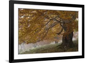 Beech Trees in Autumn, Piatra Craiului National Park, Southern Carpathian Mountains, Romania-Dörr-Framed Photographic Print