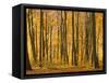 Beech Trees in Autumn, Queen Elizabeth Country Park, Hampshire, England, United Kingdom-Jean Brooks-Framed Stretched Canvas