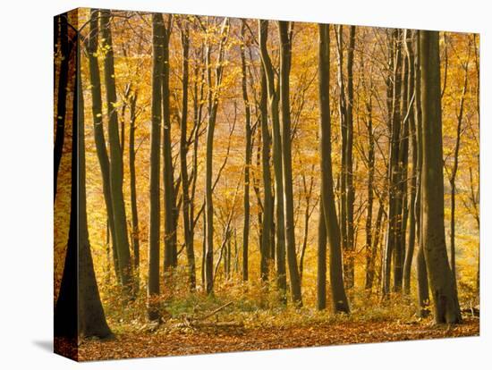 Beech Trees in Autumn, Queen Elizabeth Country Park, Hampshire, England, United Kingdom-Jean Brooks-Stretched Canvas