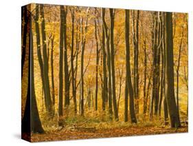 Beech Trees in Autumn, Queen Elizabeth Country Park, Hampshire, England, United Kingdom-Jean Brooks-Stretched Canvas