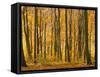 Beech Trees in Autumn, Queen Elizabeth Country Park, Hampshire, England, United Kingdom-Jean Brooks-Framed Stretched Canvas