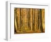 Beech Trees in Autumn, Queen Elizabeth Country Park, Hampshire, England, United Kingdom-Jean Brooks-Framed Photographic Print