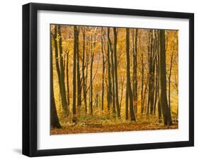 Beech Trees in Autumn, Queen Elizabeth Country Park, Hampshire, England, United Kingdom-Jean Brooks-Framed Photographic Print