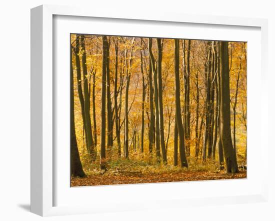 Beech Trees in Autumn, Queen Elizabeth Country Park, Hampshire, England, United Kingdom-Jean Brooks-Framed Photographic Print