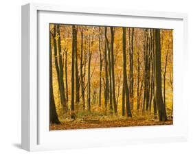 Beech Trees in Autumn, Queen Elizabeth Country Park, Hampshire, England, United Kingdom-Jean Brooks-Framed Photographic Print