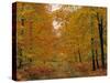 Beech Trees in Autumn, Surrey, England-Jon Arnold-Stretched Canvas
