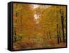 Beech Trees in Autumn, Surrey, England-Jon Arnold-Framed Stretched Canvas