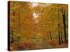 Beech Trees in Autumn, Surrey, England-Jon Arnold-Stretched Canvas