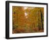 Beech Trees in Autumn, Surrey, England-Jon Arnold-Framed Photographic Print