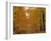 Beech Trees in Autumn, Surrey, England-Jon Arnold-Framed Photographic Print