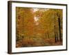 Beech Trees in Autumn, Surrey, England-Jon Arnold-Framed Photographic Print