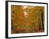Beech Trees in Autumn, Surrey, England-Jon Arnold-Framed Photographic Print