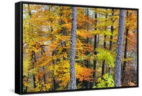 Beech Trees in Autumn Time. Serra Da Estrela Nature Park, Portugal-Mauricio Abreu-Framed Stretched Canvas