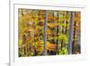 Beech Trees in Autumn Time. Serra Da Estrela Nature Park, Portugal-Mauricio Abreu-Framed Photographic Print