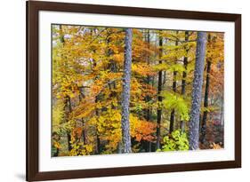 Beech Trees in Autumn Time. Serra Da Estrela Nature Park, Portugal-Mauricio Abreu-Framed Photographic Print