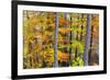 Beech Trees in Autumn Time. Serra Da Estrela Nature Park, Portugal-Mauricio Abreu-Framed Photographic Print