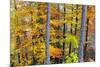 Beech Trees in Autumn Time. Serra Da Estrela Nature Park, Portugal-Mauricio Abreu-Mounted Photographic Print