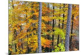 Beech Trees in Autumn Time. Serra Da Estrela Nature Park, Portugal-Mauricio Abreu-Mounted Photographic Print