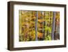 Beech Trees in Autumn Time. Serra Da Estrela Nature Park, Portugal-Mauricio Abreu-Framed Photographic Print