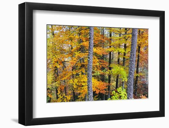 Beech Trees in Autumn Time. Serra Da Estrela Nature Park, Portugal-Mauricio Abreu-Framed Photographic Print