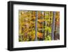 Beech Trees in Autumn Time. Serra Da Estrela Nature Park, Portugal-Mauricio Abreu-Framed Photographic Print