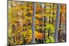 Beech Trees in Autumn Time. Serra Da Estrela Nature Park, Portugal-Mauricio Abreu-Mounted Photographic Print