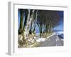 Beech Trees in Snow Above Porlock, Exmoor National Park, Somerset, England, United Kingdom, Europe-Jeremy Lightfoot-Framed Photographic Print