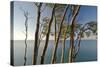 Beech Trees on Cliffs, Log Slide Overlooking Lake Superior, Pictured Rocks National Lakeshore-Judith Zimmerman-Stretched Canvas