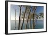 Beech Trees on Cliffs, Log Slide Overlooking Lake Superior, Pictured Rocks National Lakeshore-Judith Zimmerman-Framed Photographic Print