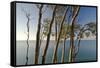 Beech Trees on Cliffs, Log Slide Overlooking Lake Superior, Pictured Rocks National Lakeshore-Judith Zimmerman-Framed Stretched Canvas