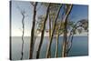 Beech Trees on Cliffs, Log Slide Overlooking Lake Superior, Pictured Rocks National Lakeshore-Judith Zimmerman-Stretched Canvas