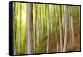 Beech Trees, Sibillini National Park, Umbria, Italy-ClickAlps-Framed Stretched Canvas