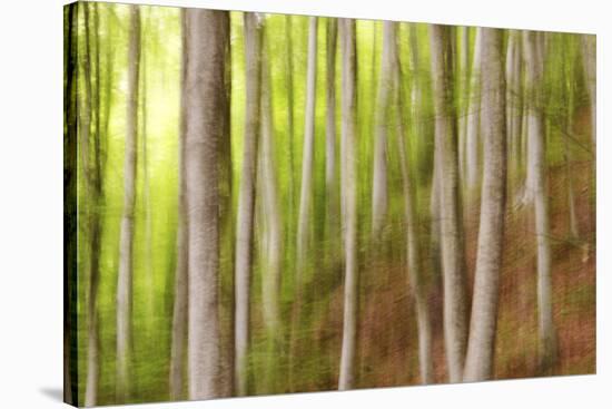 Beech Trees, Sibillini National Park, Umbria, Italy-ClickAlps-Stretched Canvas