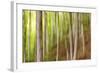 Beech Trees, Sibillini National Park, Umbria, Italy-ClickAlps-Framed Photographic Print