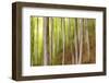 Beech Trees, Sibillini National Park, Umbria, Italy-ClickAlps-Framed Photographic Print
