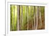 Beech Trees, Sibillini National Park, Umbria, Italy-ClickAlps-Framed Photographic Print