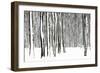 Beech Trees Stems Covered in Snow-null-Framed Photographic Print