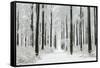 Beech Trees Woodland Covered in Winter Snow-null-Framed Stretched Canvas