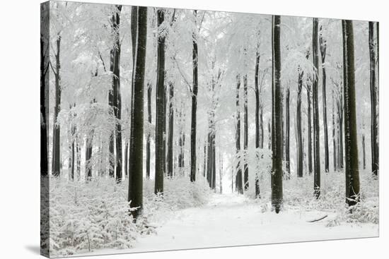 Beech Trees Woodland Covered in Winter Snow-null-Stretched Canvas