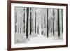 Beech Trees Woodland Covered in Winter Snow-null-Framed Photographic Print