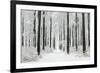 Beech Trees Woodland Covered in Winter Snow-null-Framed Photographic Print