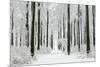 Beech Trees Woodland Covered in Winter Snow-null-Mounted Photographic Print
