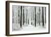 Beech Trees Woodland Covered in Winter Snow-null-Framed Photographic Print