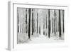 Beech Trees Woodland Covered in Winter Snow-null-Framed Photographic Print