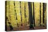 Beech Trees Woodland in Autumn-null-Stretched Canvas