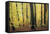 Beech Trees Woodland in Autumn-null-Framed Stretched Canvas