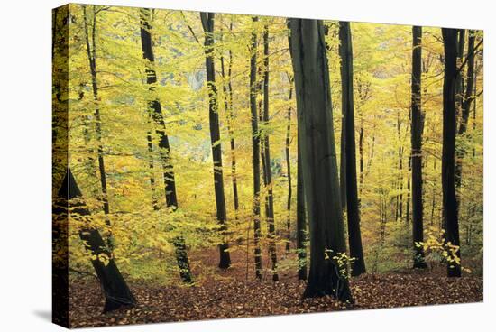 Beech Trees Woodland in Autumn-null-Stretched Canvas