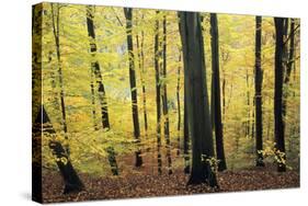 Beech Trees Woodland in Autumn-null-Stretched Canvas