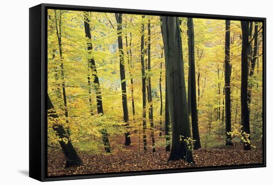 Beech Trees Woodland in Autumn-null-Framed Stretched Canvas
